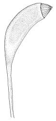 Campyliadelphus polygamus, capsule. Drawn from S.P. Courtney s.n., 20 Dec. 1986, CHR 106653.
 Image: R.C. Wagstaff © Landcare Research 2014 